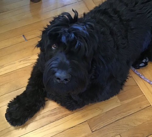 big black dog on wooden floor